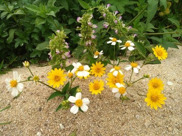 野花