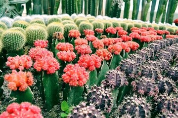 草球