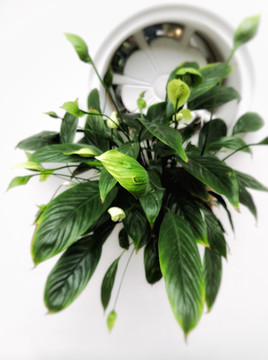 植物盆栽裝飾墻