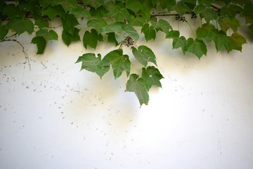 綠植白墻
