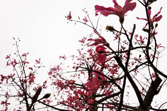 開花