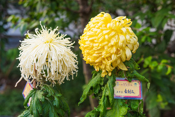 菊花003
