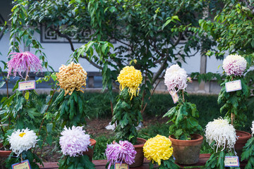 菊花019