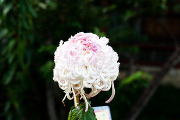 菊花029