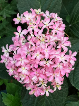 粉紅色繡球花