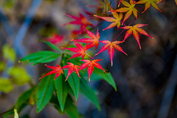 楓樹(shù)枝葉