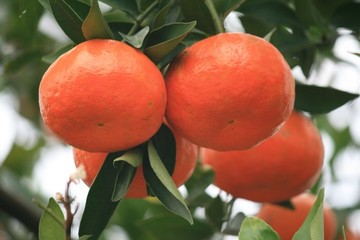 紅桔