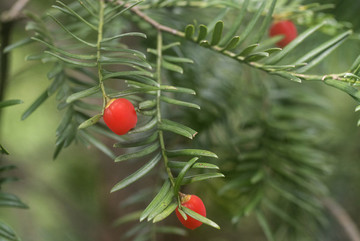 紅豆果