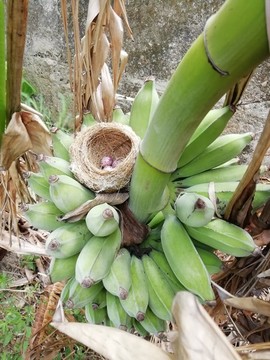 芭蕉樹上的鳥巢