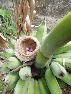 芭蕉樹上的鳥巢鳥窩
