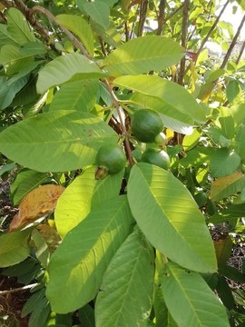 石榴果實樹