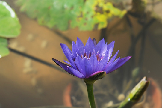 睡蓮