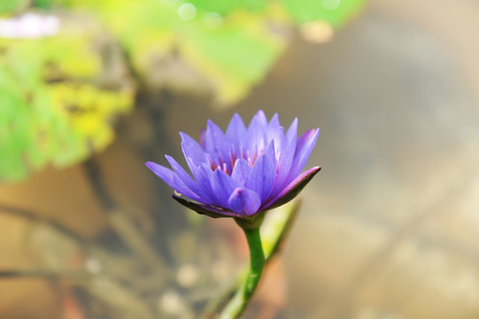 睡蓮