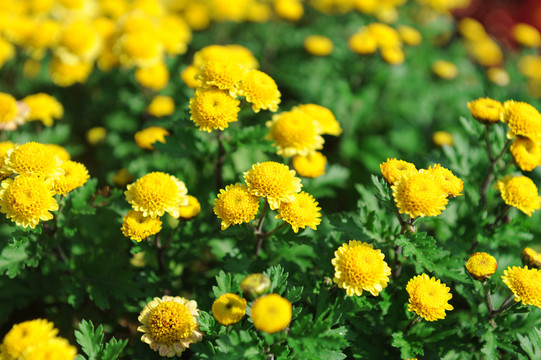 菊花