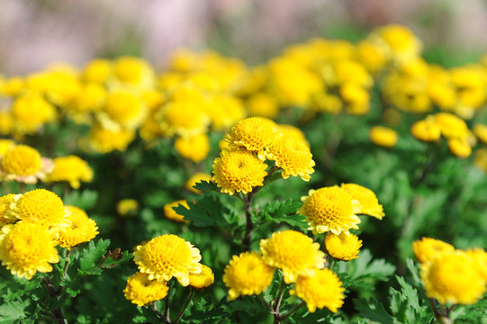 菊花