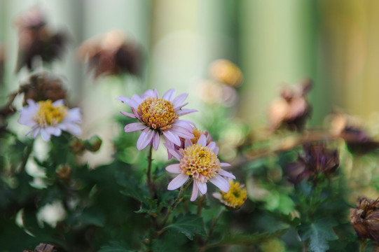 菊花
