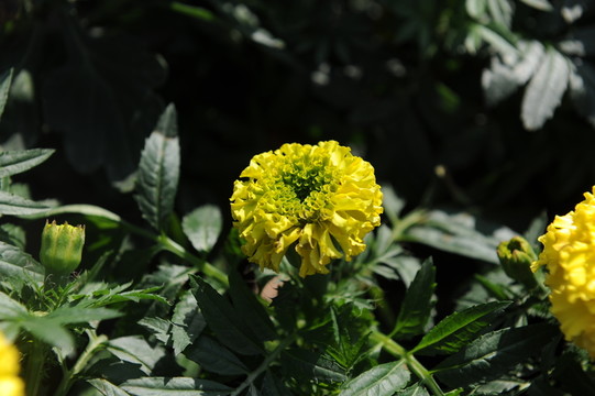 菊