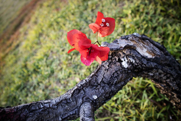陽光花