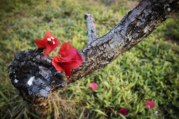老樹開花