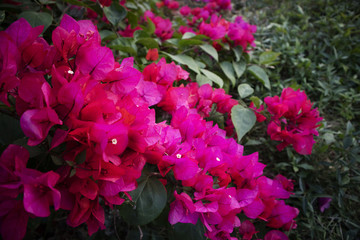鮮花