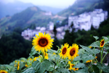 石潭風(fēng)光