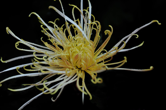 多朵菊