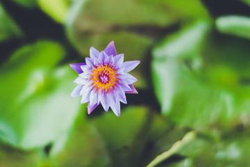蓮花