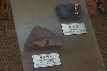 化石