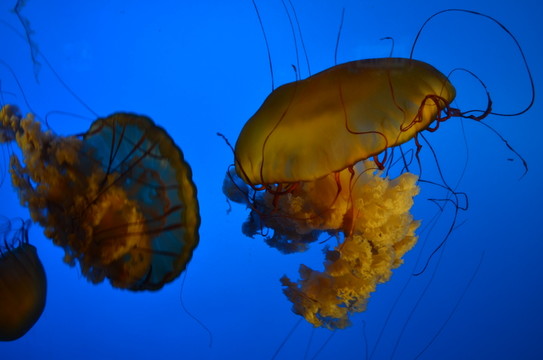 水母