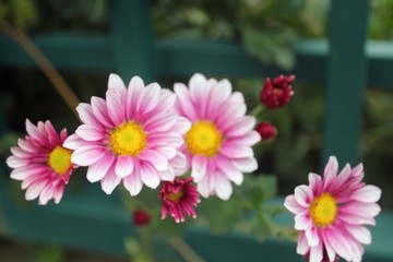 花卉