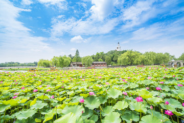北京北海公園夏日荷花