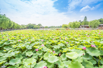 北京北海公園夏日荷花