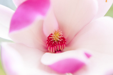 玉蘭花特寫