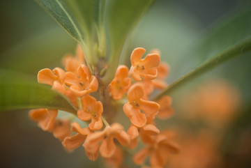 桂花