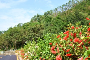 花草