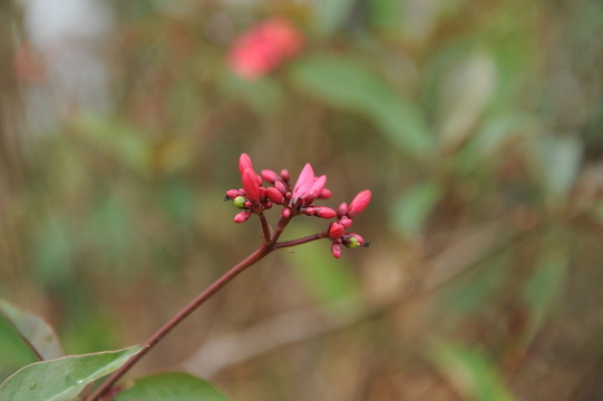 紅色小花
