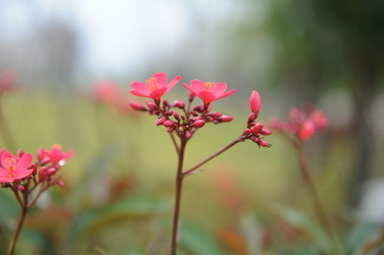 紅色小花