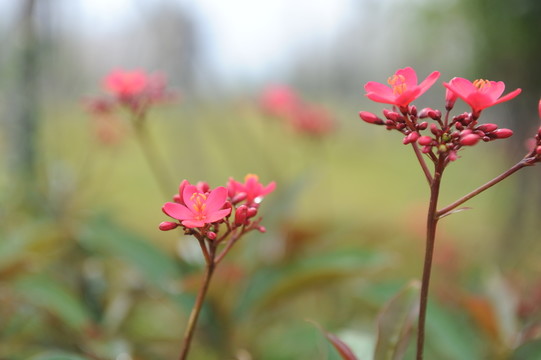 紅色小花