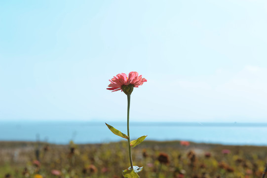 花田