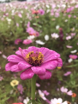百日菊