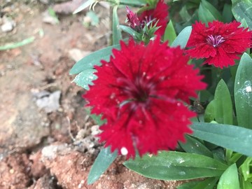紅色草花