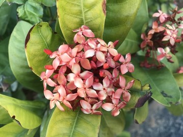 龍船花
