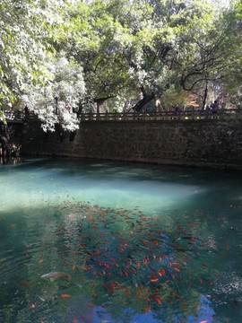 清池魚