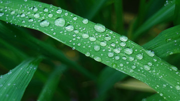 水珠