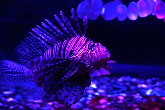 海洋魚類
