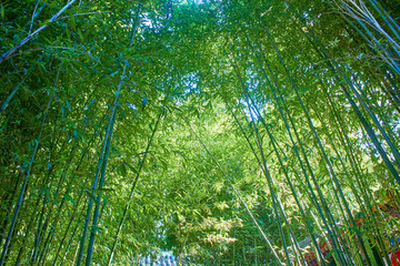 竹林
