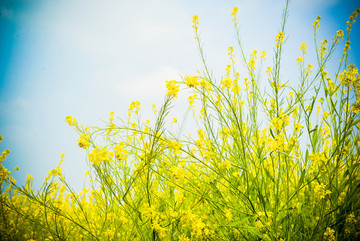 油菜花