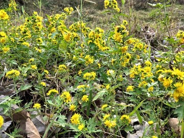 野菊花
