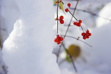 雪景
