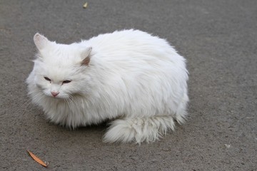 貓